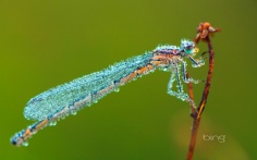 DewDragon1920x120011-8-2012 9_23_11 AM Bing Desktop